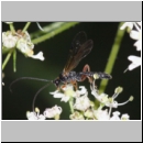 Dyspetes luteomarginatus - Schlupfwespe m01a 7mm - Tecklenburg-Habichtswald det06.jpg